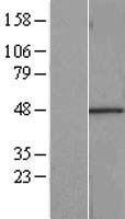 RBMS1 Protein - Western validation with an anti-DDK antibody * L: Control HEK293 lysate R: Over-expression lysate