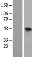 RBMS1 Protein - Western validation with an anti-DDK antibody * L: Control HEK293 lysate R: Over-expression lysate