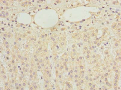 RBMS2 / SCR3 Antibody - Immunohistochemistry of paraffin-embedded human adrenal gland tissue using antibody at dilution of 1:100.