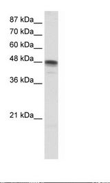 RBMS3 Antibody - HepG2 Cell Lysate.  This image was taken for the unconjugated form of this product. Other forms have not been tested.