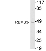 RBMS3 Antibody - Western blot analysis of lysates from HepG2 cells, using RBMS3 antibody.