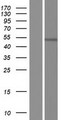 RBMS3 Protein - Western validation with an anti-DDK antibody * L: Control HEK293 lysate R: Over-expression lysate