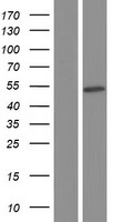 RBMS3 Protein - Western validation with an anti-DDK antibody * L: Control HEK293 lysate R: Over-expression lysate
