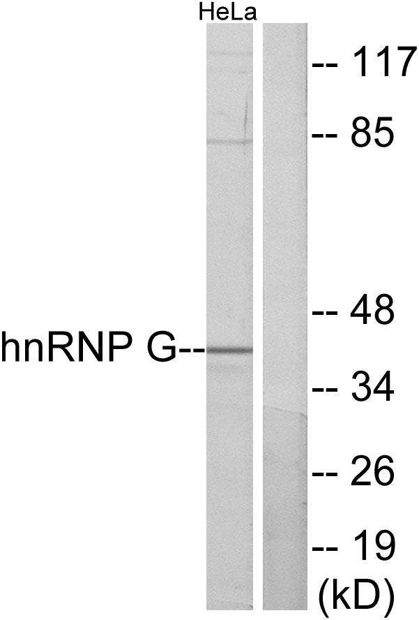 RBMX Antibody - Western blot analysis of lysates from HeLa cells, using hnRNP G Antibody. The lane on the right is blocked with the synthesized peptide.
