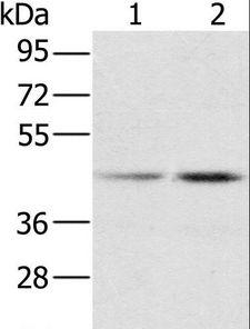 RBMX Antibody - Western blot analysis of HeLa and K562 cell, using RBMX Polyclonal Antibody at dilution of 1:800.