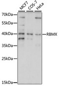 RBMX Antibody - Western blot analysis of extracts of various cell lines, using RBMX antibody at 1:1000 dilution. The secondary antibody used was an HRP Goat Anti-Rabbit IgG (H+L) at 1:10000 dilution. Lysates were loaded 25ug per lane and 3% nonfat dry milk in TBST was used for blocking. An ECL Kit was used for detection and the exposure time was 30s.