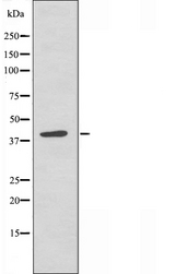 RBMX Antibody - Western blot analysis of hnRNP G antibody expression in HeLa cells lysates. The lane on the left is treated with the antigen-specific peptide.