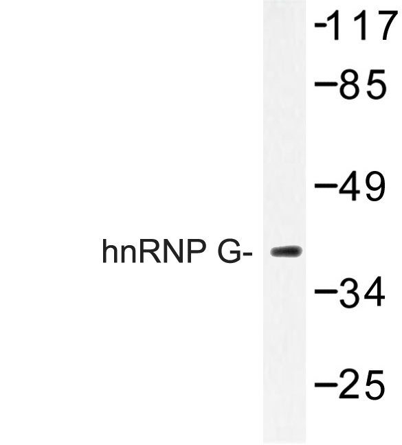 RBMX Antibody - Western blot of hnRNP G (M40) pAb in extracts from HeLa cells.