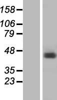 RBMX Protein - Western validation with an anti-DDK antibody * L: Control HEK293 lysate R: Over-expression lysate