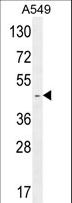 RBMX2 Antibody - RBMX2 Antibody western blot of A549 cell line lysates (35 ug/lane). The MX2 antibody detected the RBMX2 protein (arrow).