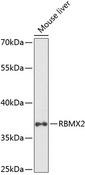 RBMX2 Antibody - Western blot analysis of extracts of mouse liver using RBMX2 Polyclonal Antibody at dilution of 1:1000.