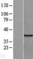RBMX2 Protein - Western validation with an anti-DDK antibody * L: Control HEK293 lysate R: Over-expression lysate