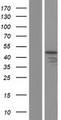 RBMXL1 Protein - Western validation with an anti-DDK antibody * L: Control HEK293 lysate R: Over-expression lysate