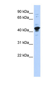 RBMXL2 Antibody - RBMXL2 antibody Western blot of 293T cell lysate.  This image was taken for the unconjugated form of this product. Other forms have not been tested.