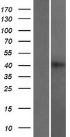 RBMXL2 Protein - Western validation with an anti-DDK antibody * L: Control HEK293 lysate R: Over-expression lysate