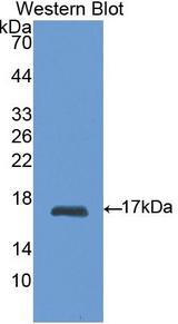 RBP1 / CRBP Antibody