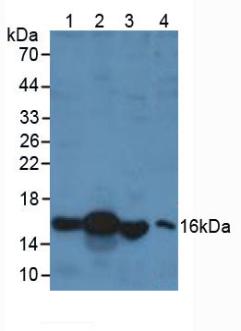 RBP1 / CRBP Antibody - Western Blot; Sample: Lane1: Porcine Liver Tissue; Lane2: Human Liver Tissue; Lane3: Rat Testis Tissue; Lane4: Human 293T Cells.