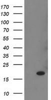 RBP1 / CRBP Antibody - HEK293T cells were transfected with the pCMV6-ENTRY control (Left lane) or pCMV6-ENTRY RBP1 (Right lane) cDNA for 48 hrs and lysed. Equivalent amounts of cell lysates (5 ug per lane) were separated by SDS-PAGE and immunoblotted with anti-RBP1.