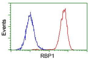 RBP1 / CRBP Antibody - Flow cytometry of HeLa cells, using anti-RBP1 antibody (Red), compared to a nonspecific negative control antibody (Blue).