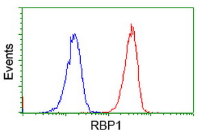 RBP1 / CRBP Antibody - Flow cytometry of Jurkat cells, using anti-RBP1 antibody (Red), compared to a nonspecific negative control antibody (Blue).