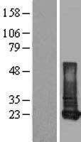 RBP1 / CRBP Protein - Western validation with an anti-DDK antibody * L: Control HEK293 lysate R: Over-expression lysate