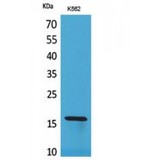 RBP2 / CRBPII Antibody - Western blot of CRBP II antibody