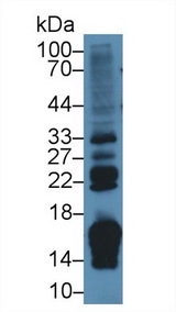 RBP2 / CRBPII Antibody - Western Blot; Sample: Rat Small intestine lysate; Primary Ab: 2µg/ml Rabbit Anti-Rat RBP2 Antibody Second Ab: 0.2µg/mL HRP-Linked Caprine Anti-Rabbit IgG Polyclonal Antibody