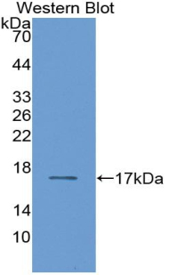 RBP2 / CRBPII Antibody - Western blot of recombinant RBP2 / CRBPII.