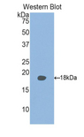 RBP2 / CRBPII Antibody - Western blot of recombinant RBP2 / CRBPII.  This image was taken for the unconjugated form of this product. Other forms have not been tested.