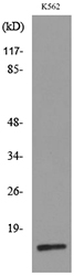 RBP2 / CRBPII Antibody - Western blot analysis of lysate from K562 cells, using RBP2 Antibody.