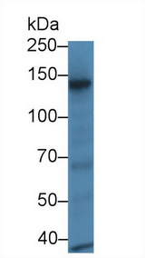 RBP3 / IRBP Antibody