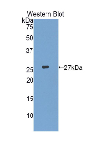 RBP3 / IRBP Antibody - Western blot of recombinant RBP3 / IRBP.  This image was taken for the unconjugated form of this product. Other forms have not been tested.