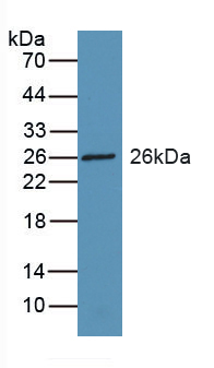 RBP3 / IRBP Antibody