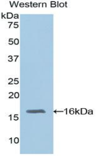 RBP3 / IRBP Antibody - Western blot of recombinant RBP3 / IRBP.  This image was taken for the unconjugated form of this product. Other forms have not been tested.