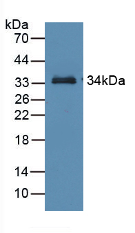 RBP3 / IRBP Antibody