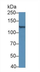 RBP3 / IRBP Antibody