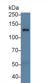 RBP3 / IRBP Antibody - Western Blot; Sample: Mouse Eye lysate; Primary Ab: 5µg/ml Rabbit Anti-Human RBP3 Antibody Second Ab: 0.2µg/mL HRP-Linked Caprine Anti-Rabbit IgG Polyclonal Antibody