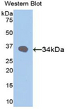 RBP3 / IRBP Antibody - Western blot of recombinant RBP3 / IRBP.  This image was taken for the unconjugated form of this product. Other forms have not been tested.