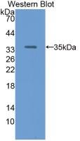 RBP3 / IRBP Antibody - Western Blot;Sample: Recombinant RBP3, Human.