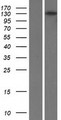 RBP3 / IRBP Protein - Western validation with an anti-DDK antibody * L: Control HEK293 lysate R: Over-expression lysate