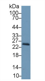RBP4 Antibody - Western Blot; Sample: Mouse Kidney lysate; Primary Ab: 1µg/ml Rabbit Anti-Mouse RBP4 Antibody Second Ab: 0.2µg/mL HRP-Linked Caprine Anti-Rabbit IgG Polyclonal Antibody
