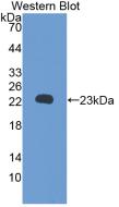 RBP4 Antibody - Western Blot;Sample: Recombinant RBP5, Rat