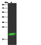 RBP4 Antibody - Anti-RBP4 rabbit monoclonal antibody at 1:500 dilution. Lane A: HepG2 Whole Cell Lysate. Lysates/proteins at 30 ug per lane. Secondary: Goat Anti-Rabbit IgG H&L (Dylight800) at 1/10000 dilution. Developed using the Odyssey technique. Performed under reducing conditions. Predicted band size: 23 kDa. Observed band size: 23 kDa.