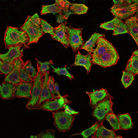 RBP4 Antibody - Immunofluorescence of HepG2 cells using RBP4 mouse monoclonal antibody (green). Blue: DRAQ5 fluorescent DNA dye. Red: Actin filaments have been labeled with Alexa Fluor-555 phalloidin.