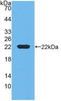 RBP4 Antibody - Western Blot; Sample: Recombinant RBP4, Bovine.