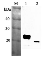 RBP4 Antibody - Western blot analysis using anti-RBP4 (mouse), pAb at 1:2000 dilution. 1: Mouse RBP4 (His-tagged). 2: Mouse serum (ob/ob) (2 ul).  This image was taken for the unconjugated form of this product. Other forms have not been tested.