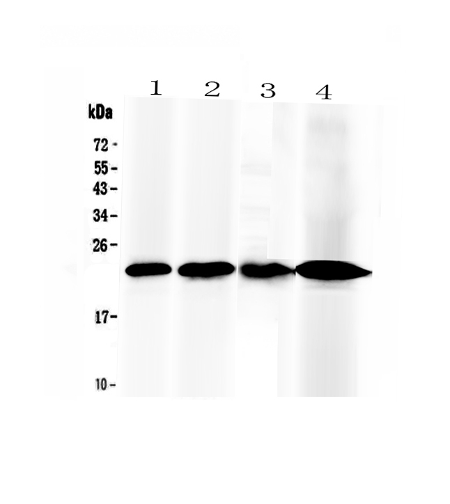 RBP4 Antibody - Western blot - Anti-RBP4/Retinol Binding Protein 4 Picoband Antibody