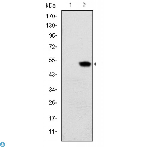RBP4 Antibody - Western Blot (WB) analysis using RBP4 Monoclonal Antibody against HEK293 (1) and RBP4-hIgGFc transfected HEK293 (2) cell lysate.