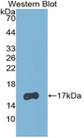 RBP5 Antibody - Western blot of recombinant RBP5.
