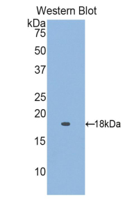 RBP5 Antibody - Western blot of recombinant RBP5.